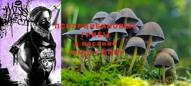 Галлюциногенные грибы Psilocybine cubensis  kraken зеркало  Ершов 